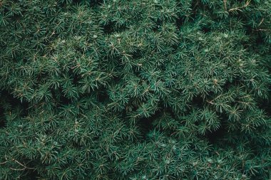 Noel ağacı arka planında fotokopi alanı var. Firavun ağacı dalları