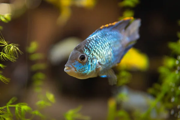 Peixe azul em aquário de água doce com verde bonito plantado tropical. peixe em aquário de água doce com verde bonito plantado tropical. Peixe colorido sobre fundo verde . — Fotografia de Stock