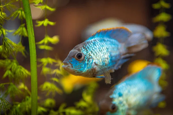 Blue fish in freshwater aquarium with green beautiful planted tropical. fish in freshwater aquarium with green beautiful planted tropical.  Colorful fish on green background. — Stock Photo, Image