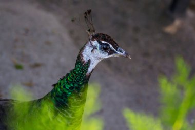Bulanık bir arka planda tavus kuşu kafası. Bir tavus kuşunun yakın çekimi.
