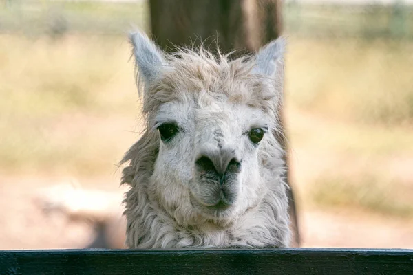 Close Face White Llama Blurred Background White Shaggy Llama Posing — Stock Photo, Image