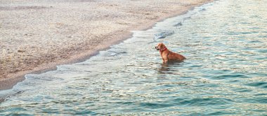Köpek deniz kenarındaki sudan dışarı bakar. Golden retriever denizde oynuyor ve yüzüyor..