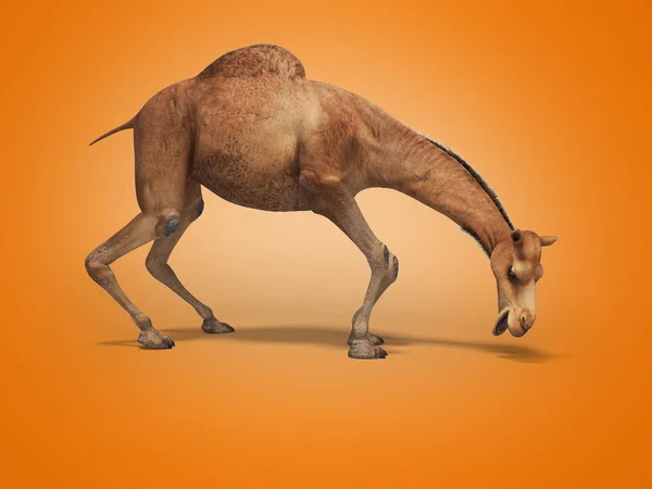낙타는 그림자와 함께 주황색 배경 에서 3D 렌더링을 먹고 싶어 합니다. — 스톡 사진