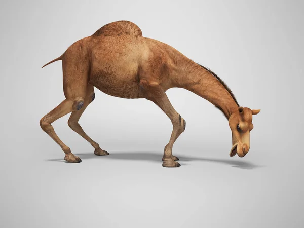 Camel quiere comer 3d renderizado sobre fondo gris con sombra —  Fotos de Stock