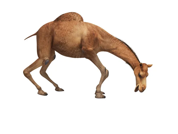 Camel quiere comer 3d representación sobre fondo blanco sin sombra —  Fotos de Stock