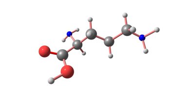 Ornitin moleküler yapısı üzerinde beyaz izole