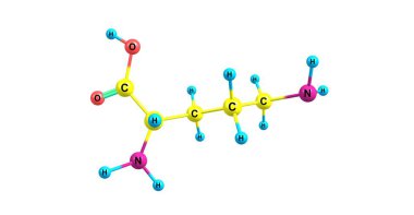 Ornitin moleküler yapısı üzerinde beyaz izole