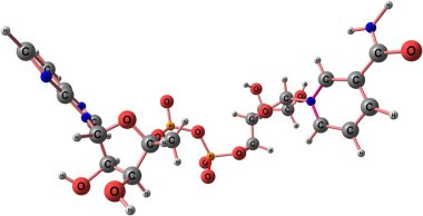Nikotinamid adenin dinükleotit moleküler yapısı üzerinde beyaz izole