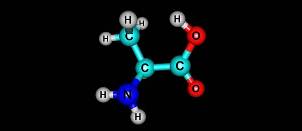 Alanine Non Essential Amino Acid Occurs High Levels Its Free — 스톡 사진