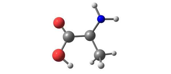 Alanine Non Essential Amino Acid Occurs High Levels Its Free — 스톡 사진