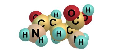 Glutamin ya da Gln, proteinlerin biyosentezinde kullanılan bir amino asittir. 3d illüstrasyon