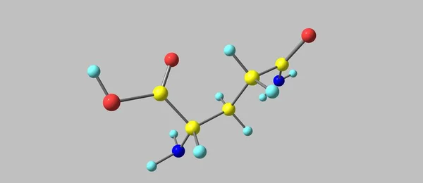 谷氨酰胺或谷氨酸是一种氨基酸 用于蛋白质的生物合成 3D说明 — 图库照片