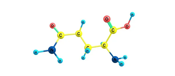 Glutamin Eller Gln Aminosyra Som Används Vid Proteiners Biosyntes Illustration — Stockfoto