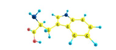 Tryptophan veya Trp, proteinlerin biyosentezinde kullanılan bir amino asittir. 3d illüstrasyon