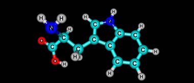 Tryptophan veya Trp, proteinlerin biyosentezinde kullanılan bir amino asittir. 3d illüstrasyon