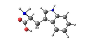 Tryptophan veya Trp, proteinlerin biyosentezinde kullanılan bir amino asittir. 3d illüstrasyon