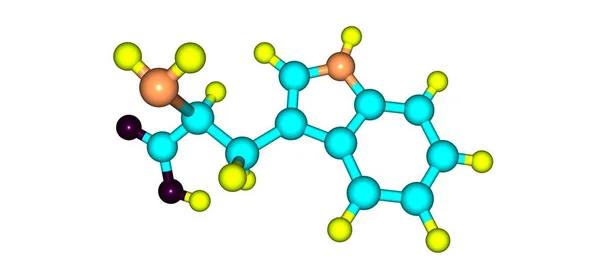 トリプトファン TryptophanまたはTrp はタンパク質の生合成に用いられるアミノ酸である 3Dイラスト — ストック写真