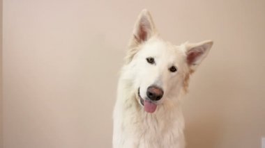 Beyaz swiss çoban köpeği portre bir evde. Kameraya bir beyaz duvar arka plan üzerinde arıyorsunuz bir köpek.