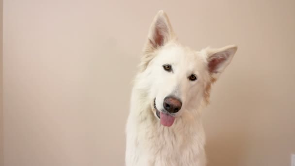 Hvid Schweizisk Hyrde Hund Portræt Hus Hund Kigger Kameraet Hvid – Stock-video