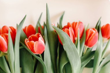 Arka plan üzerinde kırmızı lale buketi yalan söylüyor