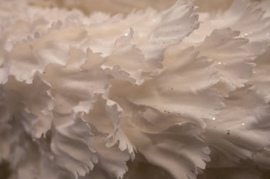 Yeni yıl ve Noel hala hayattadır. Beyaz Gül. Yapay çiçek