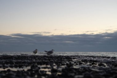 Sonbahar sabahının erken saatlerinde deniz kıyısı ve iskele. Şafak Martılar var. Genel olarak bulutlu.