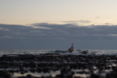 Sonbahar sabahının erken saatlerinde deniz kıyısı ve iskele. Şafak Martılar var. Genel olarak bulutlu.