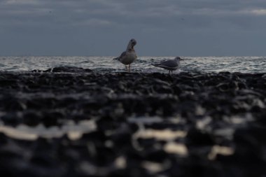 Sonbahar sabahının erken saatlerinde deniz kıyısı ve iskele. Şafak Martılar var. Genel olarak bulutlu.