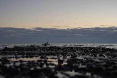 Sonbahar sabahının erken saatlerinde deniz kıyısı ve iskele. Şafak Martılar var. Genel olarak bulutlu.