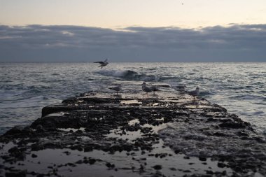Sonbahar sabahının erken saatlerinde deniz kıyısı ve iskele. Şafak Martılar var. Genel olarak bulutlu.