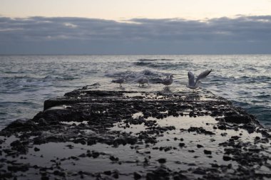 Sonbahar sabahının erken saatlerinde deniz kıyısı ve iskele. Şafak Martılar var. Genel olarak bulutlu.
