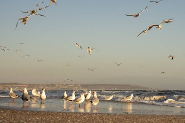Güneşli bir kış gününde birçok martı deniz kenarında.