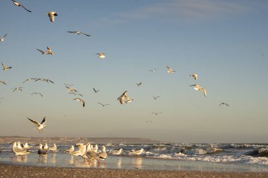 Güneşli bir kış gününde birçok martı deniz kenarında.