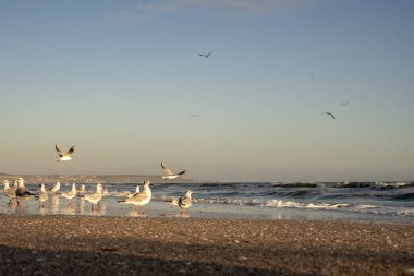 Güneşli bir kış gününde birçok martı deniz kenarında.