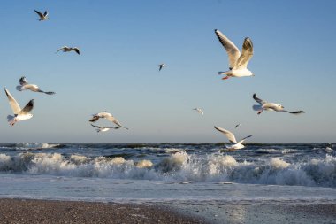 Güneşli bir kış gününde birçok martı deniz kenarında.