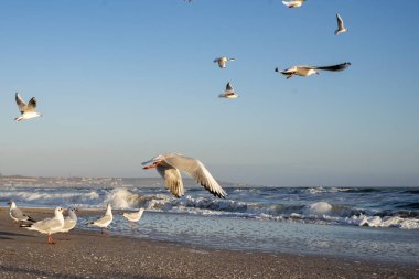 Güneşli bir kış gününde birçok martı deniz kenarında.