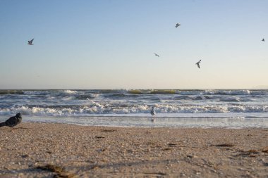 Büyük şişman bir güvercin fotoğrafçının fotoğraf çekmesini engeller. 
