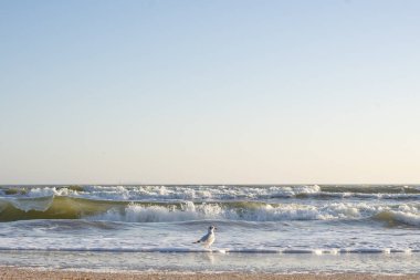 Güneşli bir kış gününde birçok martı deniz kenarında.