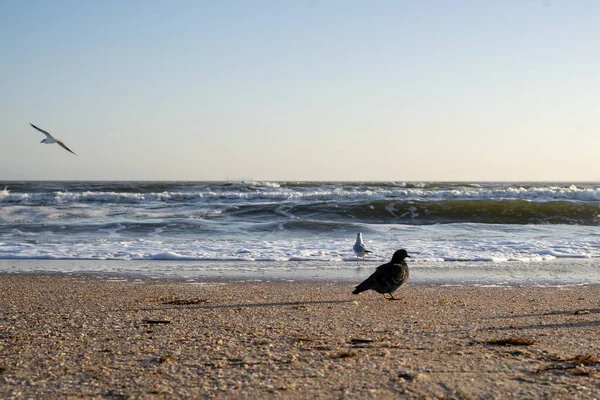 Um pombo gordo grande impede o fotógrafo de fotografar — Fotografia de Stock