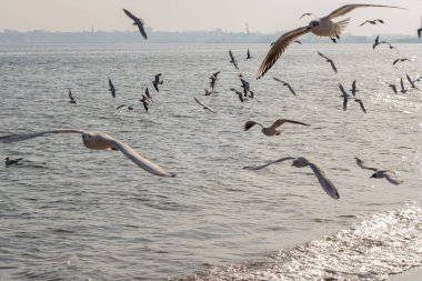 Güneşli bir bahar gününde kumsalda martılar ve güvercinler