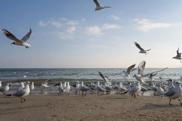 Seagulls Pigeons Seashore Beach Sunny Spring Day — Stock Photo, Image