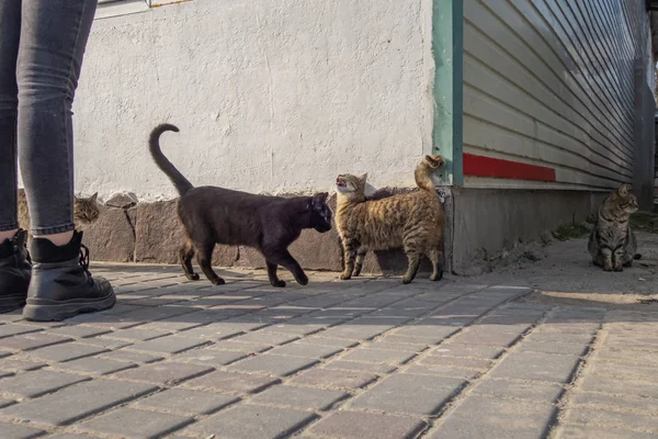Άστεγες Γάτες Ανάμεσα Ανθρώπους Στην Παραλία Σπίτι Για Γάτες — Φωτογραφία Αρχείου