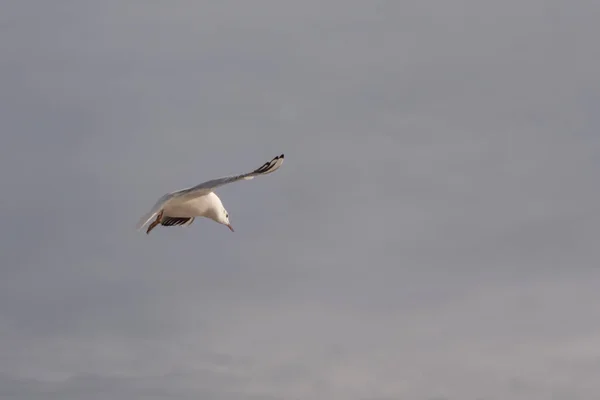 Gaivotas Pombos Praia Dia Ensolarado Primavera — Fotografia de Stock