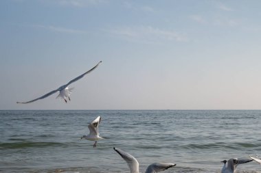 Güneşli bir bahar gününde kumsalda martılar ve güvercinler
