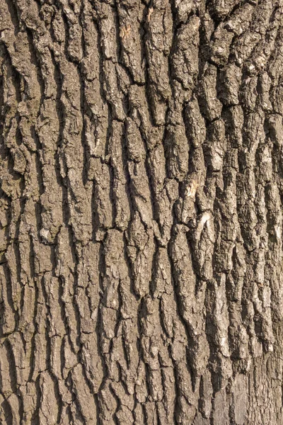 这棵树的树皮是棕色的 具有创意的老式背景 — 图库照片