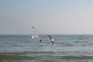 Güneşli bir bahar gününde kumsalda martılar ve güvercinler