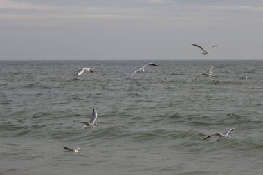 Güneşli bir bahar gününde kumsalda martılar ve güvercinler