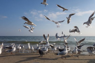 Güneşli bir bahar gününde kumsalda martılar ve güvercinler