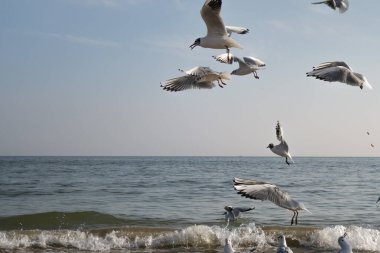 Güneşli bir bahar gününde kumsalda martılar ve güvercinler