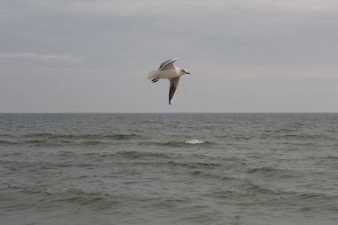 Güneşli bir bahar gününde kumsalda martılar ve güvercinler.